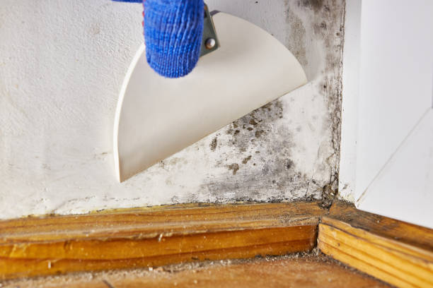Best Real Estate Mold Inspection  in Manhasset Hills, NY